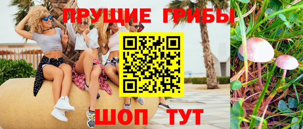 Борзя  Галлюциногенные грибы Cubensis  Вход с VPN 